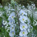 Veronica gentianoides fleur
